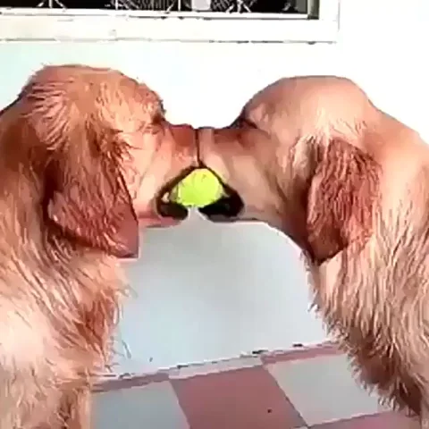 Two golden retrievers holding a ball. Another golden retriever places their head above the ball. 