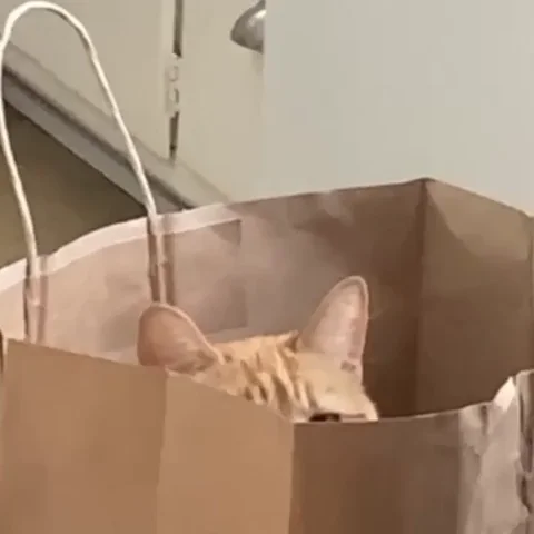 A cat peeking out of a brown grocery bag