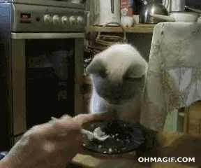 A person feeding a cat from a plate with a spoon.