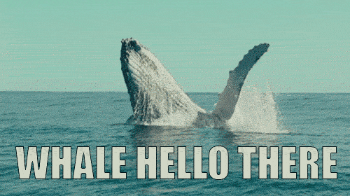 A whale popping out of water, with the text, 