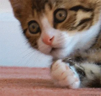 A cat looks worried and puts a paw on it's face, covering it's mouth.
