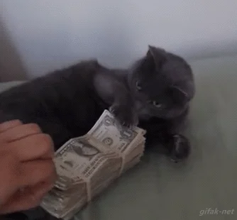 Cat holding bills