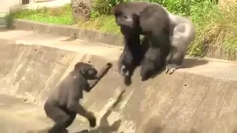 A group of apes in a zoo fighting with each other.