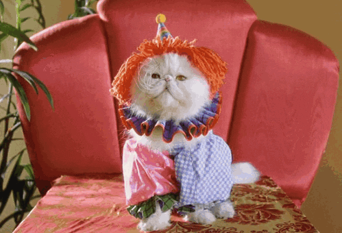 cat changing outfits