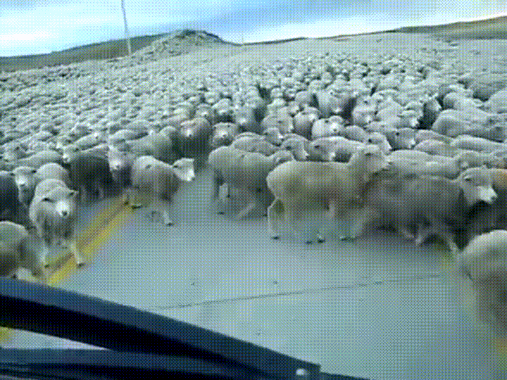 100's of sheep crossing a street
