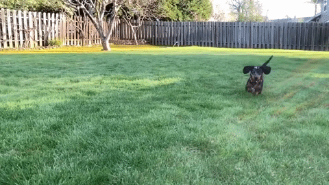 Dachshund running through a backyard