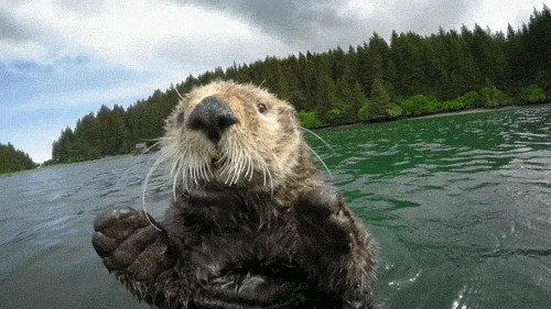 A GIF animation image of an otter swimming in a lake with trees in the background. The otter has two hands up facing camera.