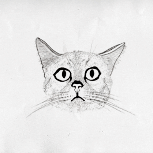 An animation depicting a series of well-drawn cat sketches.