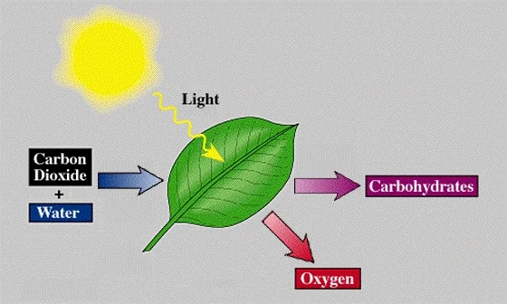 An animated diagram of the process of photosynthesis.