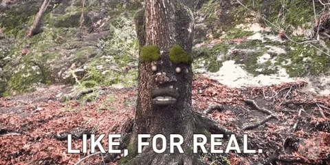 A tree with a face that says, 