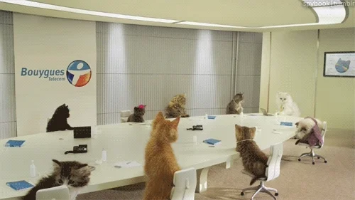 cats sitting around a board room table