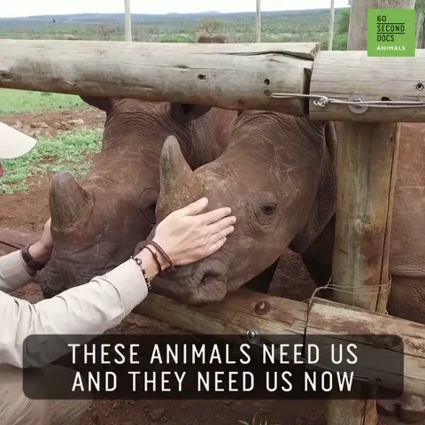 A man petting baby rhino's head and saying, 