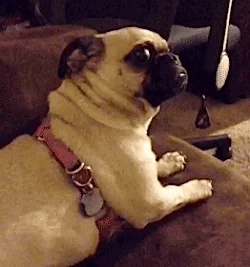 A dog looking nervous.