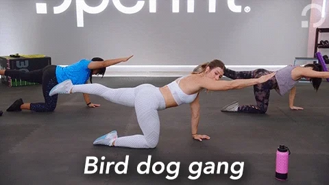 People doing the bird dog exercise with text that says 'bird dog gang' 