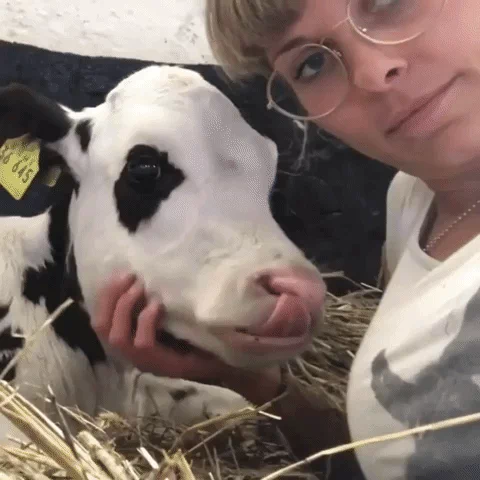 A woman petting a cow and kissing its face.