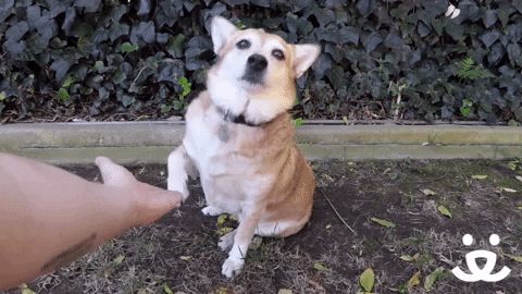 A dog shaking someone's hand