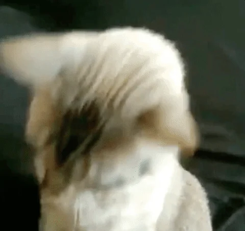 A cat wearing sunglasses. The text reads: 