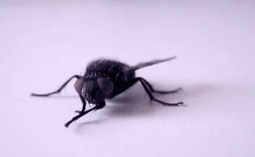 A fly rubbing its front legs together.