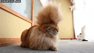 an orange, beige and white long haired cat with fur on head styled in a straight up rock and roll fashion