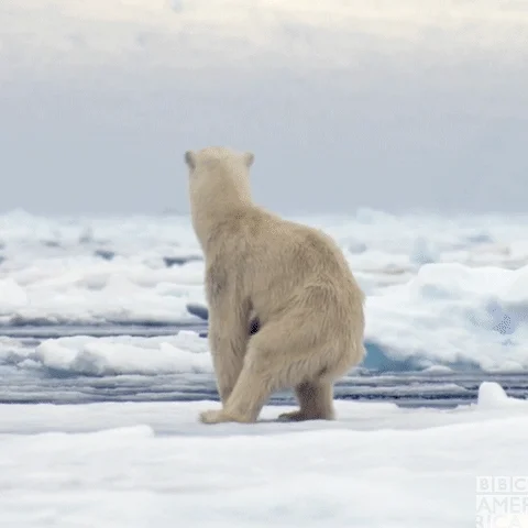 A polar bear exploring the pack ice.