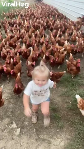 A toddler leading a group of roosters through a field.