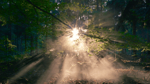 A stream of sunlight appearing through the trees of a misty forest.
