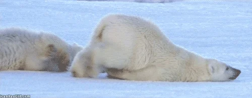 A polar bear sliding on it's stomach in a field of ice and snow.