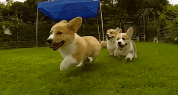 Corgi puppies running in grass