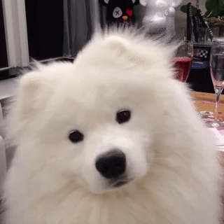 A Samoyed husky turning its head to the side in confusion.