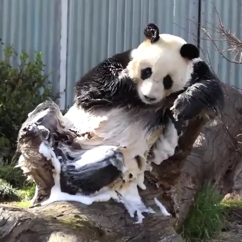 A panda bathing itself in a zoo.