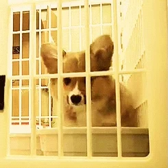 A dog in a cage is searching for something.