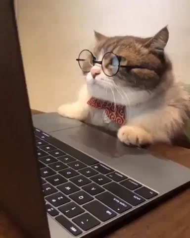 A cat wearing glasses and a bowtie reading the screen of a laptop.