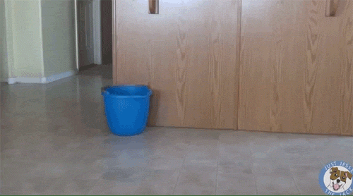 A dog mopping the floor.