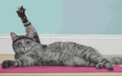 A cat doing yoga