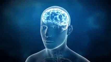 Looking inside the brain.