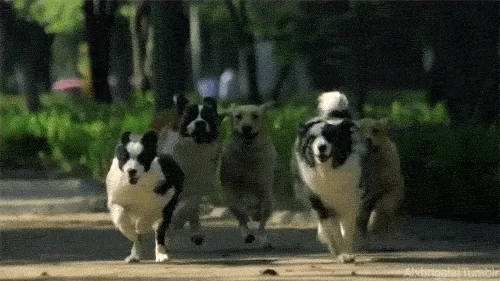 A pack of dogs running in slow motion.