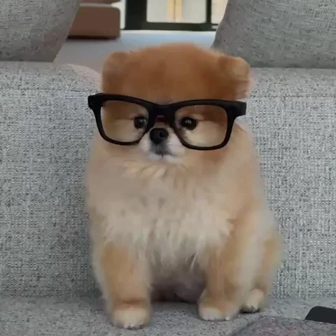 A Pomeranian sits quietly on a sofa with glasses on.