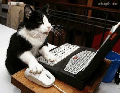 A cat working on a laptop