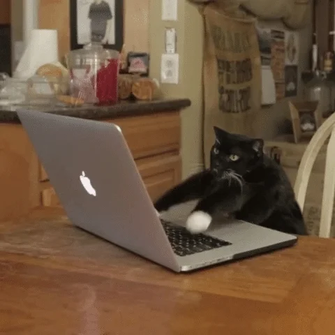 Cat typing on a laptop 