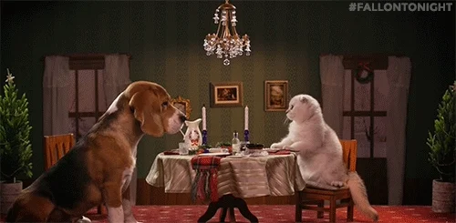 A dog and a cat on a date.