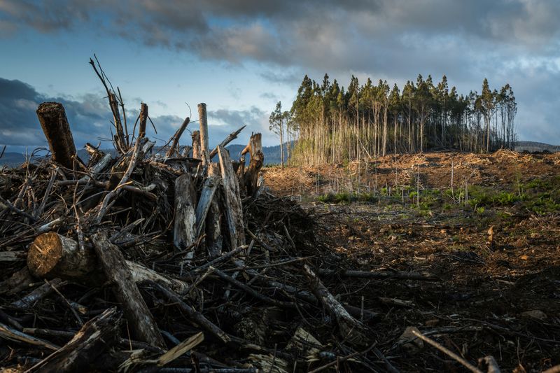Small stand of evergreens in landscape cleared of trees with forest debris piled in the foreground.