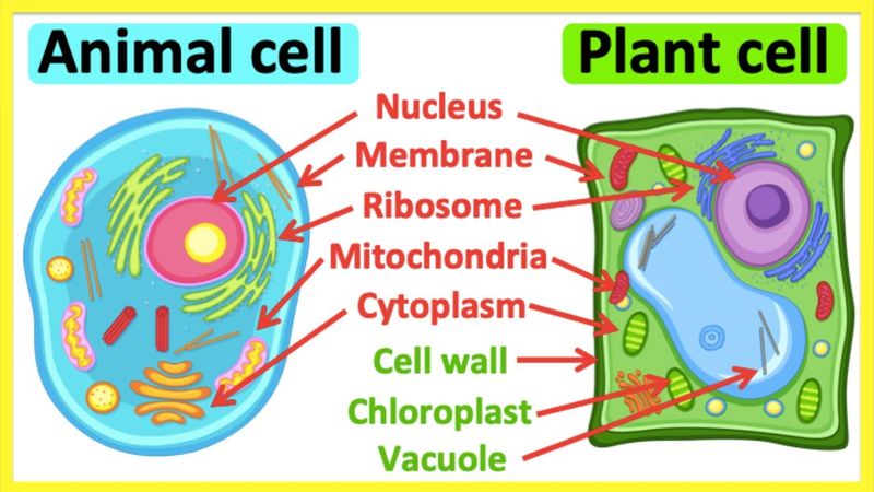 A picture of a plant and animal cell.