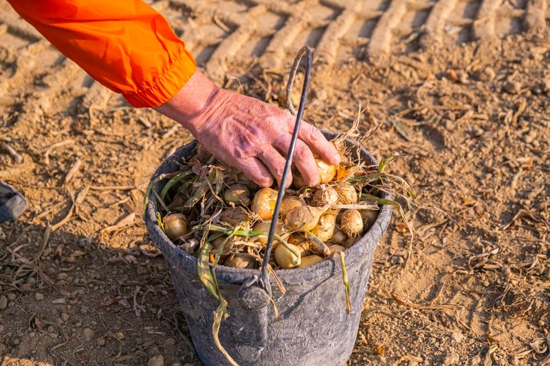 A farm worker picks onions from a field and places them in a bucket.