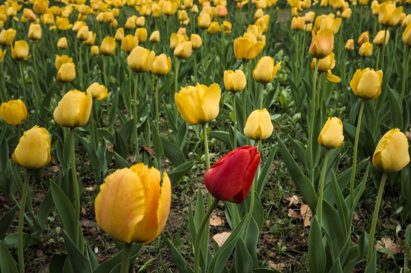 A field of yellow tulips. A red tulip stands out in the middle of the field.
