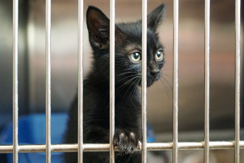 A black kitten in a cage