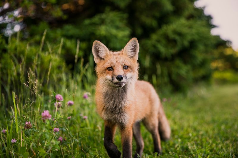 A fox walking in grass.