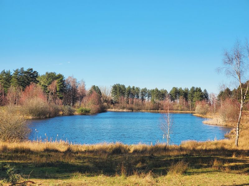 A small lake surrounded by trees.