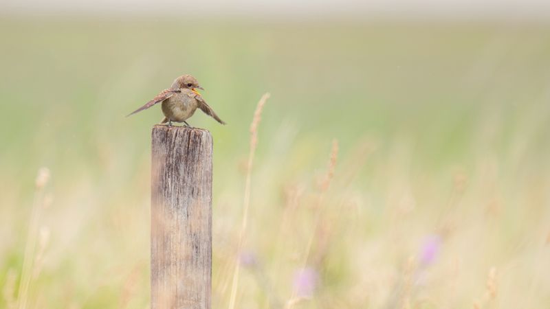 A bird on a wooden pole with its wings open.