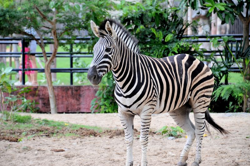 Zebra at a zoo