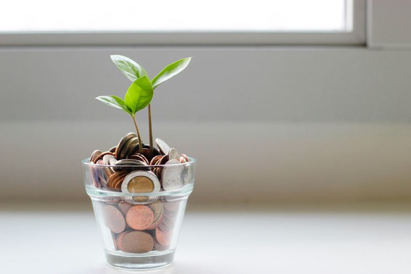 photo of a glass jar of money with a small tree sprouting from the top.